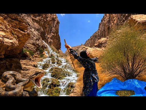 Harvesting Wild Almonds in the Zagros Mountains The Real