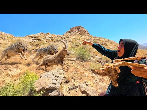 Wolves Attack Mountain Goats in the Zagros Mountains A