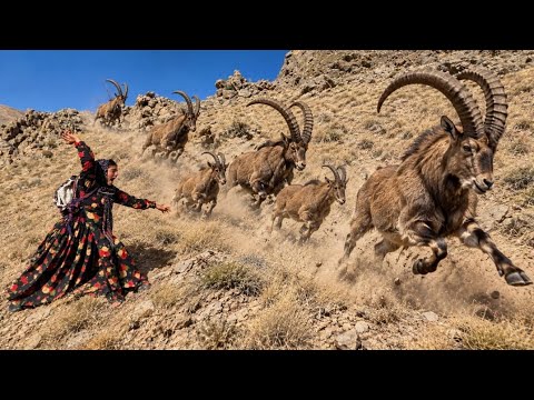 Zeynab s Battle with Wild Mountain Goats in the Most