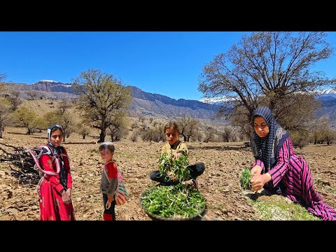 Nomadic family lunch A special plant in the mountains