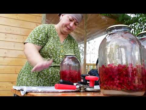 100 LBS Red Currant Making Jam and Compote with Grandma