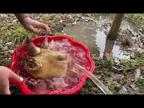 KHASH FROM BIG BULL HEAD HOOVES TRADITIONAL AZERBAIJANI DISH