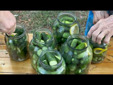 Harvesting Cucumbers From Our Garden And Making Pickle