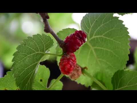 Mix of Harvesting Mulberries Pear Golden Loquat and