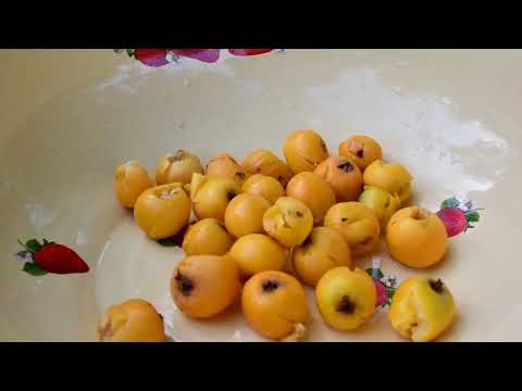 Golden Loquat Harvest Making Natural and Delicious Fruit