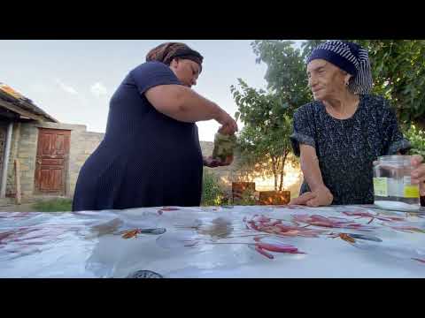 Harvesting Unripe TOMATOES and CUCUMBERS and Making Pickle