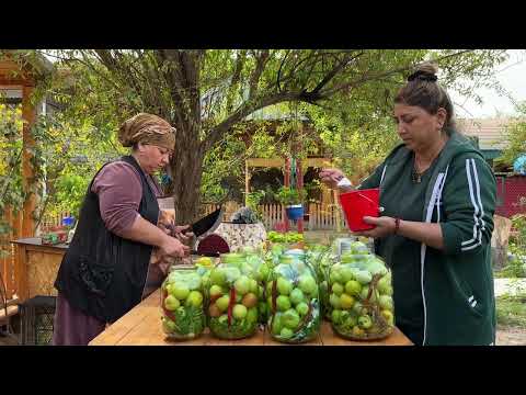 100 Organic Green Tomato Harvest and Making Pickle for