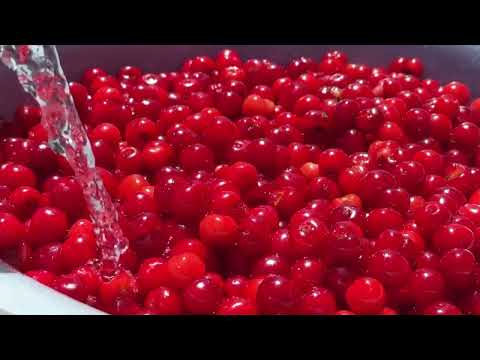 Harvesting Fresh Cherries Strawberries Making Delicious