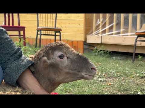 Grandma Rose Butchering a Young Lamb for Eid al Adha