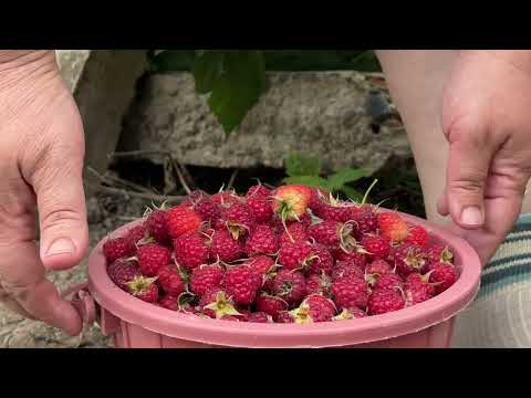 Harvesting Fresh Raspberry Traditional Raspberry Jam