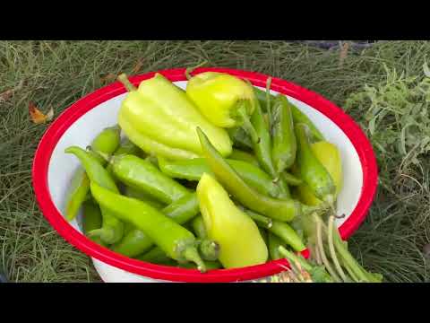 Fresh Tomato and Pepper Harvest Grandmother Prepared