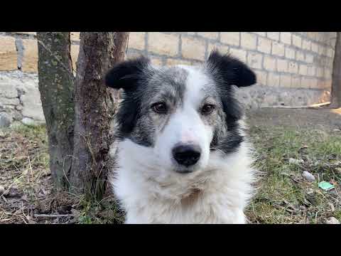 Traditional Azerbaijani PILAF Recipe Azerbaijan Village