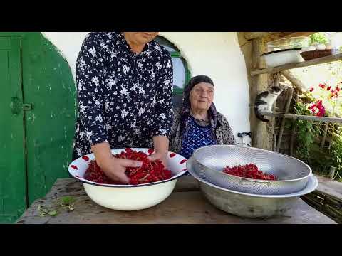 Picking 33 lb of Red Currant and Making Currant Jelly and