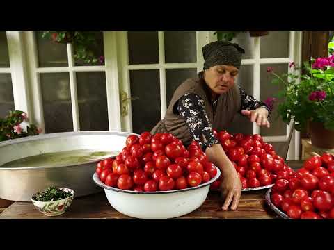Fresh Tomatoes Harvesting from Garden and Preserving for