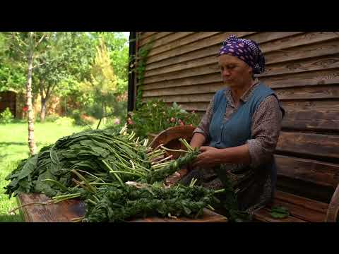Wild Sorrel From Picking to Cooking A Simple Guide