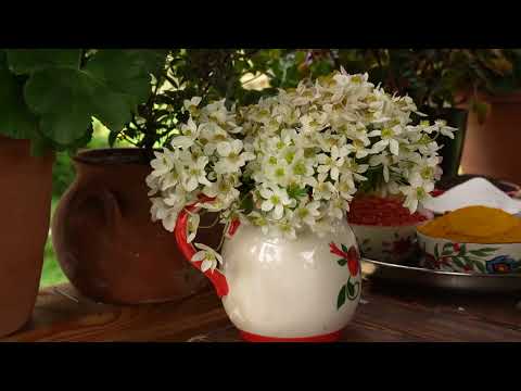 From the Mountain to the Table Picking Priceless Wild