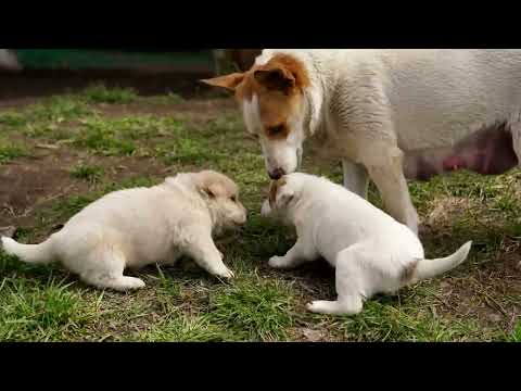 Puzik has two Puppies Cooking Vegetable Pie
