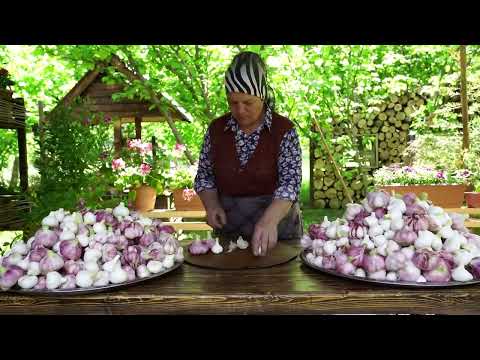 Harvesting and Pickling Organic Garlic