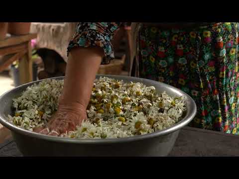 Chamomile Harvest Preserving Summer for Winter