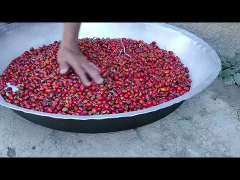 Lavanda Yağın Və Özbək Mantının Hazırlanması ASMR food