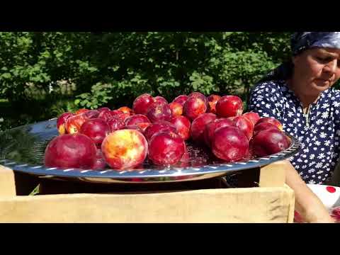Harvesting 100 Lbs Peaches and Making Natural Juice for