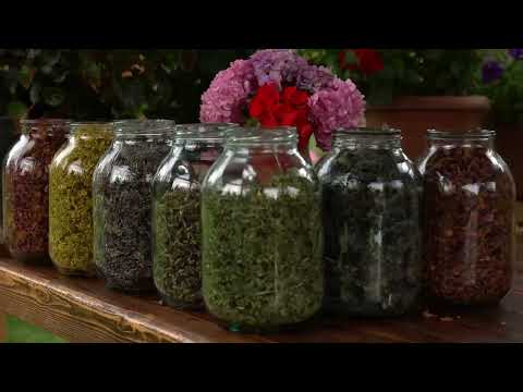 Harvesting Nature s Delights Picking Wildflowers and