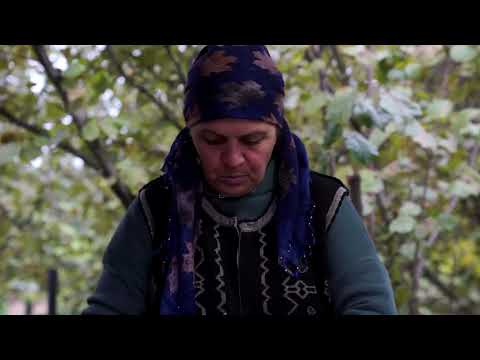 Harvesting Pears and Preserving for the Winter Village
