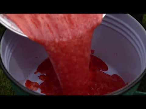 Fresh Strawberry Sweets Sugar Free 100 NATURAL