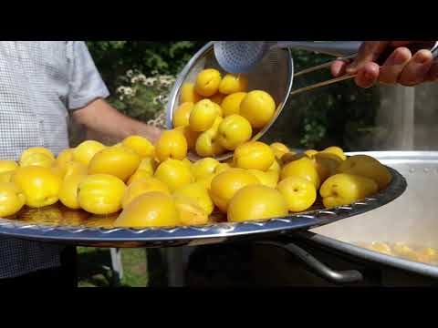 Harvesting a Lot of Apricots for Drying Relaxing Video