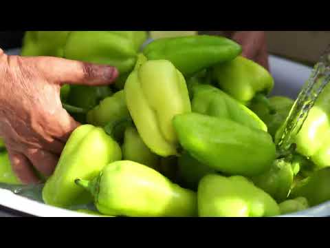 Harvesting and Pickling Stuffed Bell Peppers from our