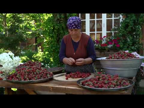 From Field to Oven Picking Drying and Baking Strawberries