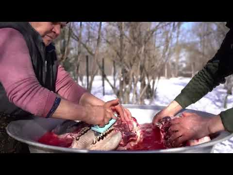 Making the Tushonka from Three Bull Heads Outdoor Cooking