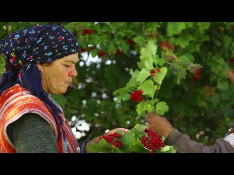 Pendirli Piroq və İtburnu Kompotu ASMR food Country Life