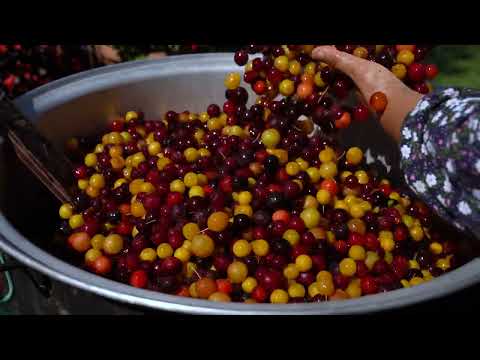 Long Term Preservation How to Keep Cherry Plums for Years