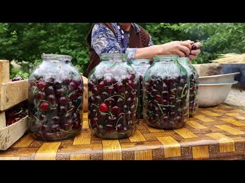 Harvesting Cherries and Preserve for Winter Outdoor Cooking
