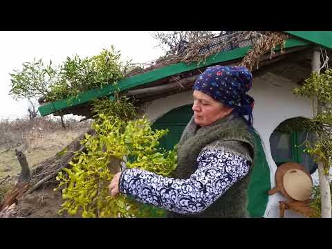 Palçıq Sobada Bildirçin Qızartması Cooking Quails in the