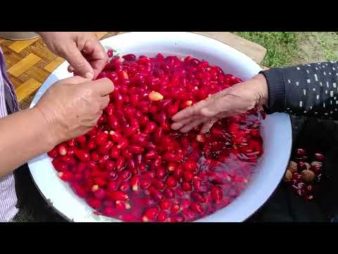 Şah Plovun və Zoğal Kompotun Hazırlanması ASMR food Outdoor