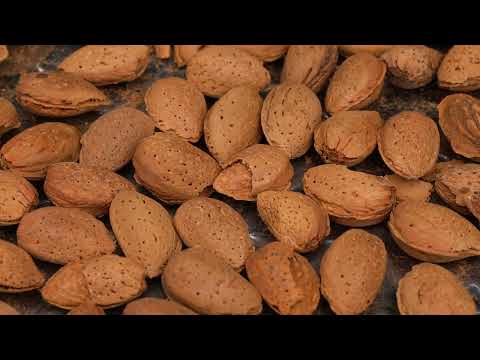 Harvesting and Baking with Fresh Almonds A Village Tradition