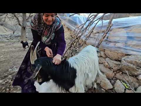 Nomadic lioness protector of herd and family