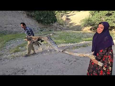 Kulthum s exciting journey to the mountains seeing quail