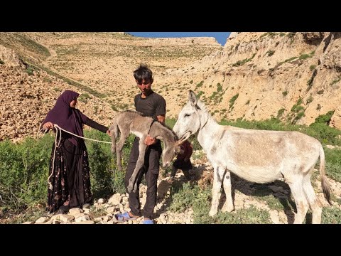 Unsuccessful delivery of a donkey in Iranian nomads