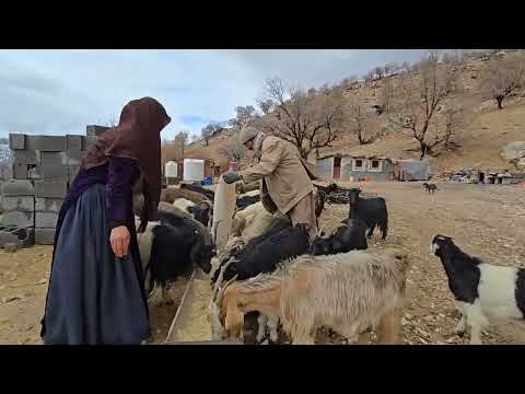 From the doctor to the frozen mountain Kulthum s firewood