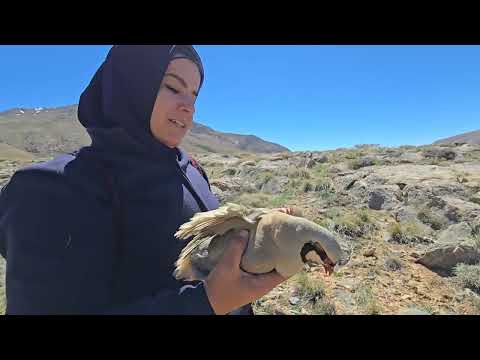 Eagle s sudden attack From picking plants to watching