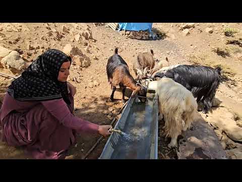 Kulthum s dangerous journey in the unknown forest rare