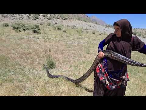 Giant dragon in the mountains and dead sheep The scariest