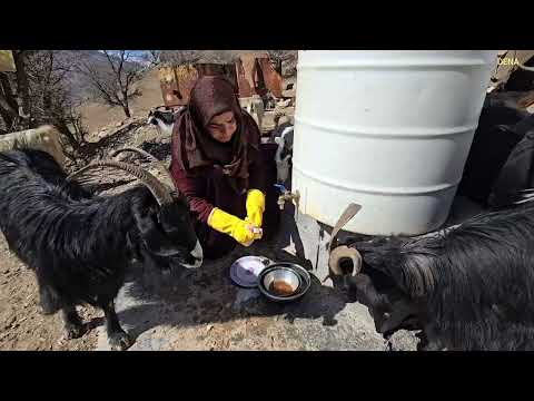 Kulthum s risky mission to save the lost sheep Kulthum s