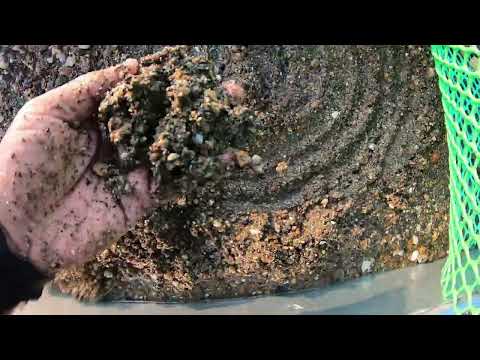 SHOCKING We Found a Massive Secret Gold Vein gold