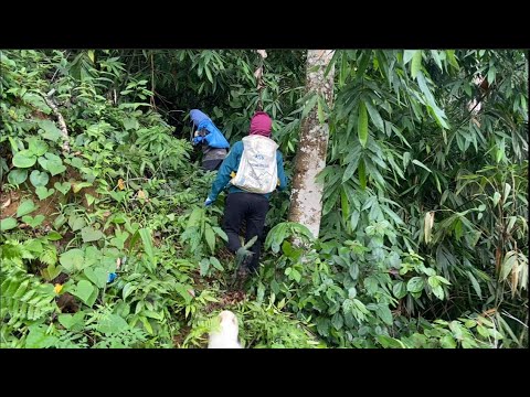 We went into the forest to look for gold