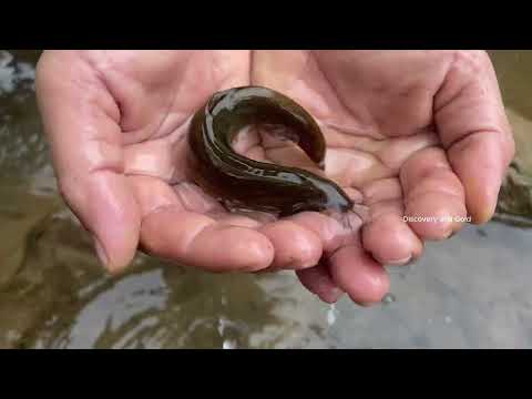 Hidden Gold Beneath the Rock What We Found Will Shock You