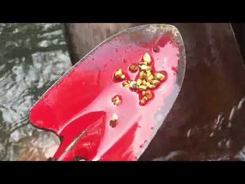Gold Hunting in the Deadly Jungle goldmines gold goldmining
